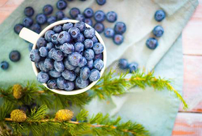 浆果之王——蓝莓